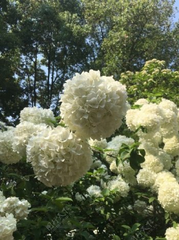 草本植物