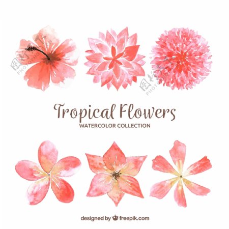 6款水彩绘粉色热带花卉