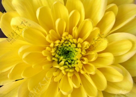 黄色菊花花蕊