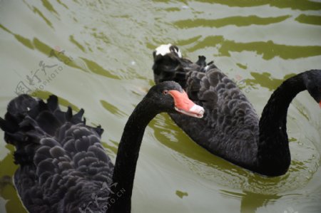 湖面上游泳的黑天鹅