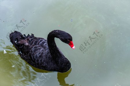 红喙黑天鹅游水摄影
