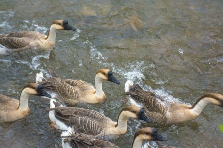 河流里游泳的一群鸭子
