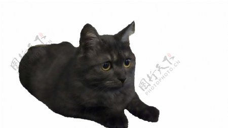 小猫咪可爱漂亮黑猫