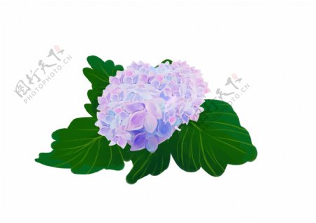 手绘紫色绣球花装饰图案