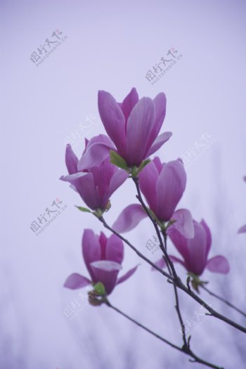 盛开的粉紫色玉兰花