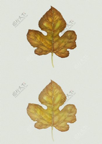 金色树叶装饰元素图案
