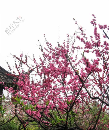 春天盛开的桃花摄影