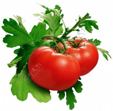 番茄西红柿圣女果红番茄