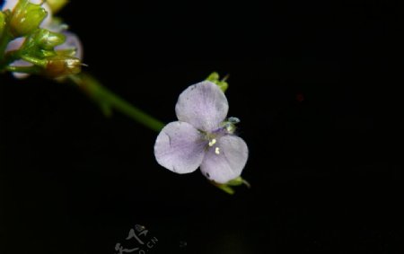 大苞水竹叶