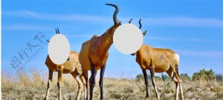 草原红麋羚羊