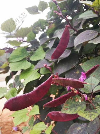 紫刀豆