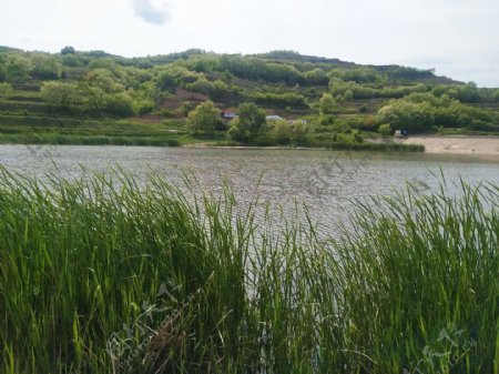 芦苇小湖