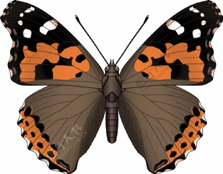 昆虫系列黄色黑色蝴蝶