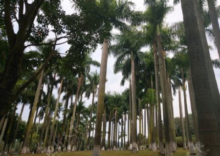 大夫山椰林风景摄影图