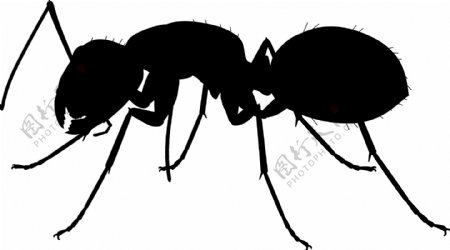 黑蚂蚁剪影