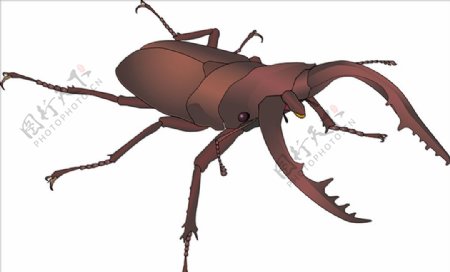 昆虫系列锹形虫褐色