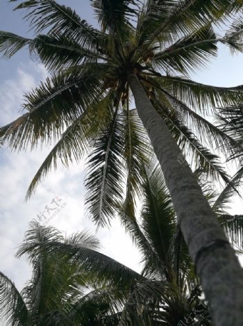 海南椰子水果椰树热带植