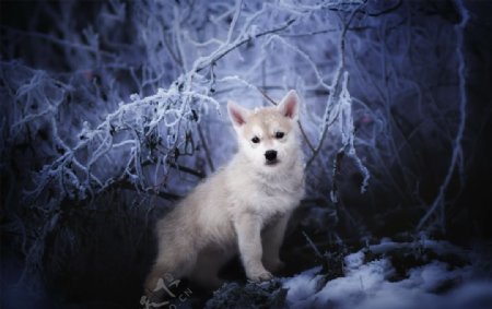 白色小狼野生动物背景