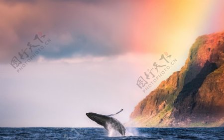 大海鲸鱼彩虹天空风景