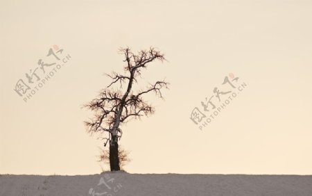 一颗孤独沙漠中的树