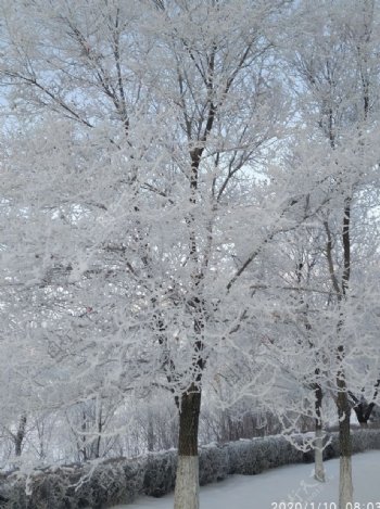 雾凇树挂积雪东北冬天