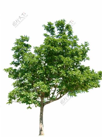 单体树
