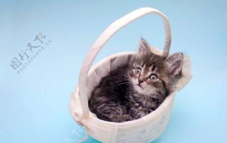 小猫宠物猫咪篮子背景