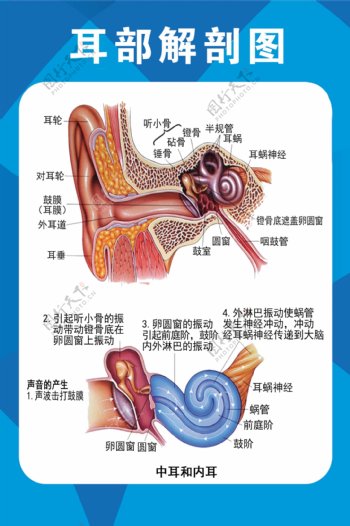 耳部解剖图