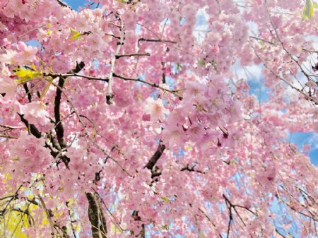 日本樱花