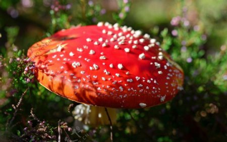 漂亮的红色毒蘑菇