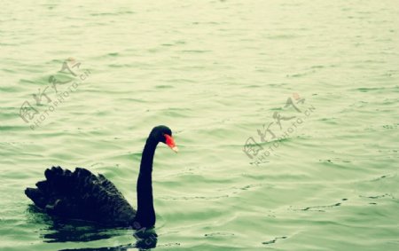 水中的黑天鹅