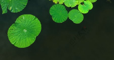 池塘绿色荷叶