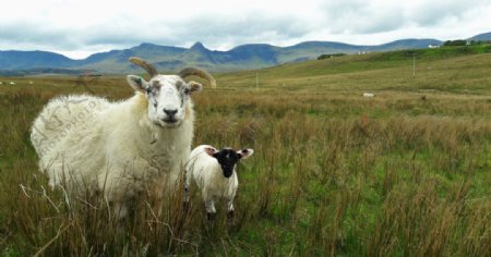 羊苏格兰高地和岛屿景观