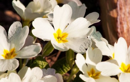 報(bào)春花