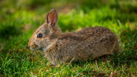 兔兔子春天动物自然农