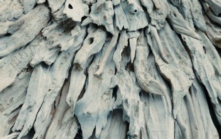树根摄影木纹