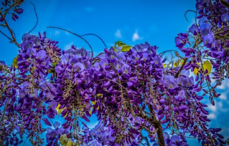 藤蔓树枝上的紫色花朵