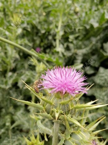 蜜蜂采花大蓟小蓟紫色花朵