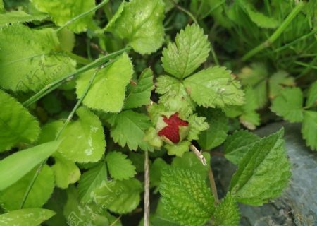 野草莓大自然春天气息