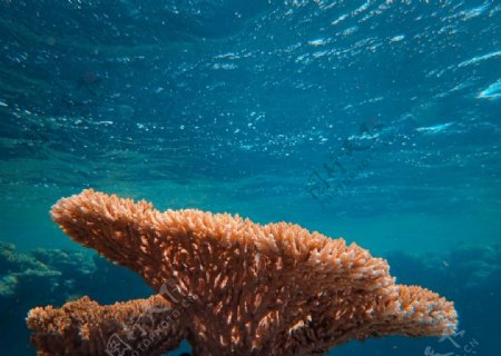 深海珊瑚