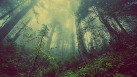 荒凉的森林4K风景壁纸