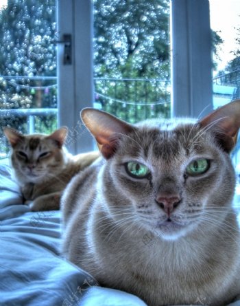 两只躺沙发上生气脸的家猫