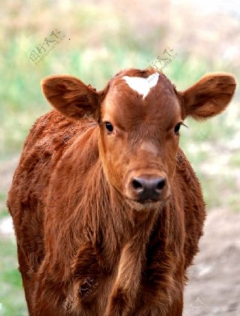 草原红牛牛犊