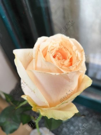 黄色白色情人节玫瑰花朵