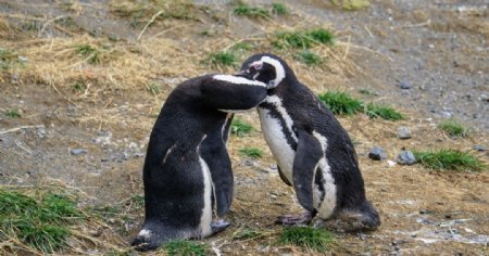 企鹅可爱
