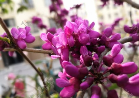 唯美紫色丁香花花朵
