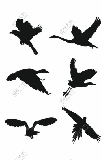 动物鸟剪影飞翔动态