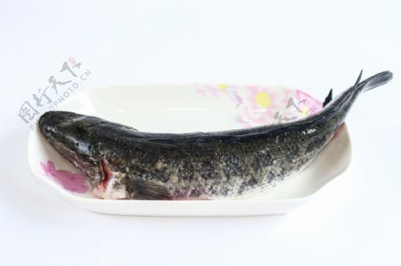 黑鱼河鱼鲜鱼火锅烧烤食材摄影图