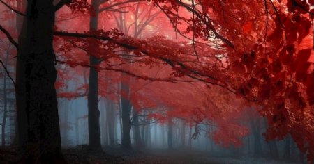 红叶迷雾森林摄影