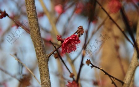 冬季红色梅花图